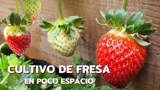 Cómo cultivar FRESA en casaesto es todo lo que me ha funcionado 🍓🌱 [upl. by Corwin]