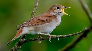 MUY DULCE LLUVIA PÁJAROS Y MÚSICA RELAJANTE ➤Alivia el Estrés y la Ansiedad ➤Sueño Profundo ⏩10H [upl. by Drugge]