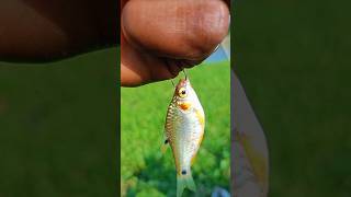 Deshi mas dorar video fishing video is a very nice [upl. by Saimon]