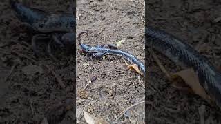 बिच्छू और जहरीले सांप का🐍😱 वायरल विडिओ देखिए  Scorpion amp Venomous Snake krait dangerous shorts [upl. by Lahcar135]