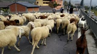 LA TRANSUMANZA DI PECORE E MUCCHE  FIERA DI SLUCA A DEMONTE CN 9  10  2016 [upl. by Yleve]