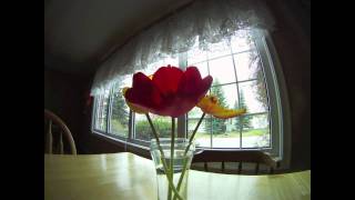 Tulip flowers opening timelapse [upl. by Cassi]