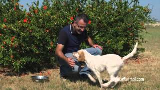 Les ordres de base du chiot  PARTIE 2⎜ROYAL CANIN® [upl. by Ttegirb]