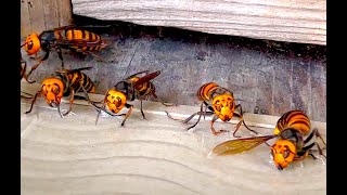 Catching giant hornets with a sticky sheet but a smart hornet avoided the trap with subtitles [upl. by Eniamej]