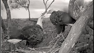 NEFL Eagles  Beau Softly Whines amp Wants To Help Gabby On Nest Shes Snappy amp Not Welcoming 10724 [upl. by Negah]