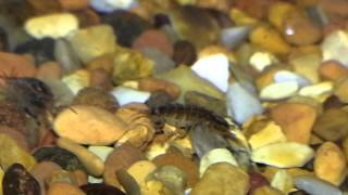 Female Water Hoglouse carrying eggs Asellus aquaticus in Aquarium [upl. by Htez]