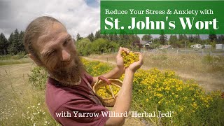 St Johns Wort Medicine for the People  w Herbalist Yarrow Willard  Harmonic Arts [upl. by Adao980]