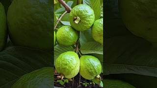 🌿How to grow guava tree great way to propagate guava tree by air layering using a carrot🥕guava [upl. by Anirpas]