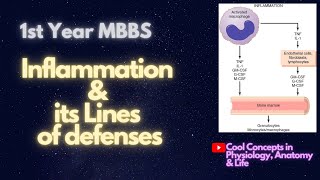 9 Guyton Unit Blood Inflammation and lines of its defenses  Blood Physiology  1st Year MBBS [upl. by Cappella]