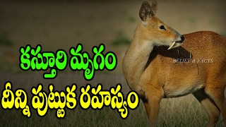 Secret About The quotKasturi Mrugamquot  కస్తూరి మృగం దీన్ని పుట్టుక రహస్యం [upl. by Wilbur]