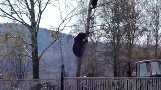 Bear Attack and How to Escape by Climbing Up a Tree [upl. by Mcnally]