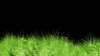 Animated Grass Motion Black Screen Background [upl. by Thagard]