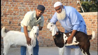 Abbu aye ik se ik nagine bakre laye full quality goat lot [upl. by Ardolino]