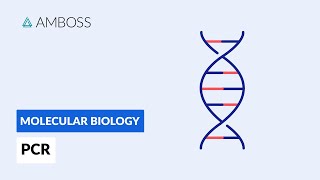 Polymerase Chain Reaction PCR DNA Amplification [upl. by Deborath670]