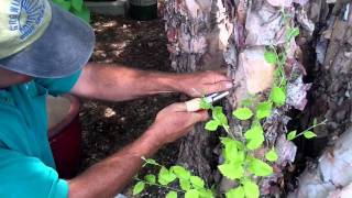 How To Treat Chlorosis In Trees [upl. by Asle]