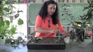 Making cuttings from purple leaf tree collards and Okinawa spinach [upl. by Nariko]