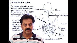 First Year  Chapter 12  Nutrition  Part 12  Human Digestive System  Part 1  Human Dentition [upl. by Penland]