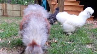 Teenage silkie rooster crow [upl. by Shanon733]