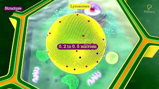 Practicallys Concepts  Lysosomes  LearnPractically [upl. by Leahcimnaj692]