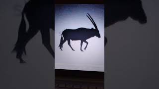 oryx gemsbok tribute [upl. by Macknair841]