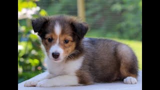 Shetland Sheepdog aka Sheltie Puppies for Sale [upl. by Selim40]