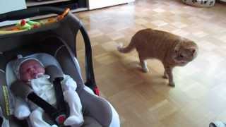 cat meets baby first time [upl. by Boak]