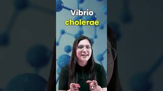 Vibrio Cholerae Causes Symptoms Prevention and Diagnosis neet garimagoel vibrio cholerae [upl. by Teryl]