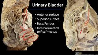 Urinary Bladder  Kidneys and Urinary System Dissection Supplement [upl. by Teerell]