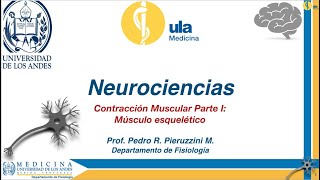 Contracción Muscular Parte I Músculo Esquelético [upl. by Matta]