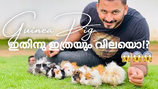 കുഞ്ഞു പെറ്റ്‌  Abyssinian Guinea pig and Peruvian Guinea pig [upl. by Ander]