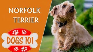 Dogs 101  Norfolk Terrier  Top Dog Facts About the Norfolk Terrier [upl. by Fasta]