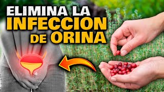 PLANTAS EFECTIVAS que CURAN y TRATAN la INFECCIÓN DE ORINA y RIÑONES  PREVENIR INFECCIÓN URINARIA [upl. by Blinny751]