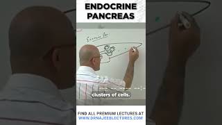 Endocrine pancreas drnajeeb drnajeeblectures shortvideo [upl. by Idnahc]