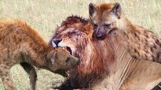 Naaktuhan Nila Na Kinakain Ng Hyena Ang Lion  15 Lions Vs Hyenas Brutal Fight [upl. by Ysac]