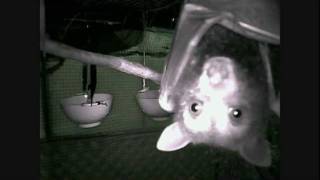 Felix n Fernando 12012012 Cam33 flying fox mega bats rescued [upl. by Enirehtahc]