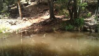 Haigler Creek near Haigler Canyon Campground [upl. by Krantz]