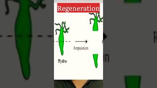 Regeneration biologywalesir regeneration asexualreproduction planaria flatworm hydra [upl. by Ciredor]