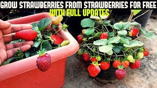 How To Grow Strawberries From Seed WITH UPDATES [upl. by Bronwen]