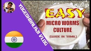 How to Culture Microworms in Tamil  microworms for Baby Betta Fish  Yogesh Balaji Vlog [upl. by Nic]