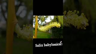 Salix babylonica [upl. by Lladnek]