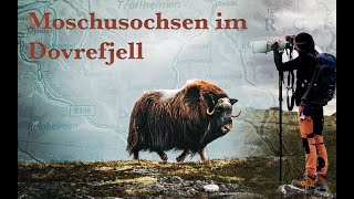 Wildlife Photography  Moschusochsen im Dovrefjell doku muskox [upl. by Wanfried179]