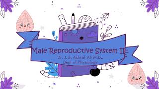 Male Reproductive System II by Dr J B Ashraf Ali MD [upl. by Neellek33]