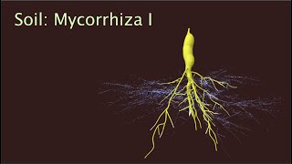 Mycorrhiza I  Mycorrhiza and the Environment [upl. by Suzetta]