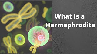 What Is a Hermaphrodite [upl. by Ly]