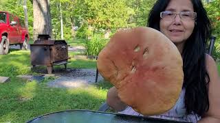 Boletus Mushroom [upl. by Phionna]