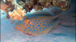 makadi bay house reef diving 2023 [upl. by Obmar]