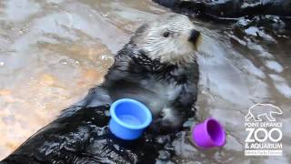 Nellie the Sea Otter stacks cups at Point Defiance Zoo amp Aquarium [upl. by Poppas]