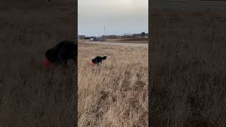 Murphy’s Herding ball [upl. by Strain]