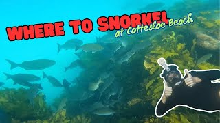 Where to snorkel at Cottesloe Beach [upl. by Kerge]