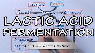 Lactic Acid Fermentation  Detailed [upl. by Callida974]